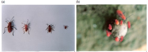 Image for - Studies on the Salivary Enzymes of Leptocoris augur Fabr. (Heteroptera: Rhopalidae) Injuring Seeds of the Kusum Plant (Schleichera oleosa)